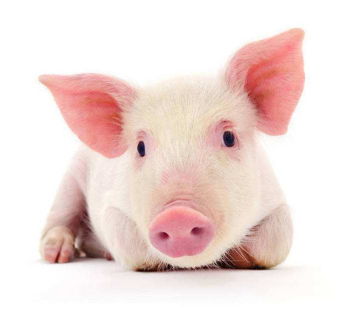 免费战神引擎登陆器插件下载