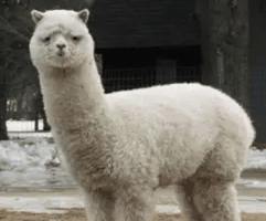 羊驼/草泥马怪物素材带配置文件(战神引擎)